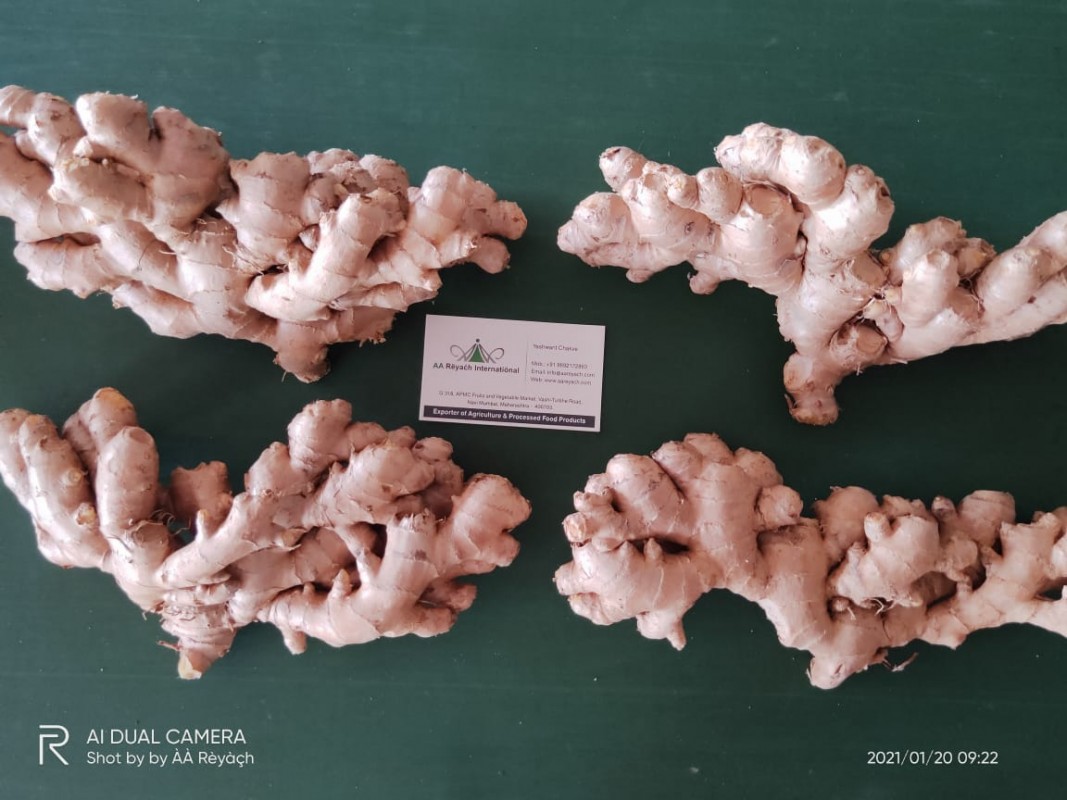 INDIAN FRESH GINGER from India